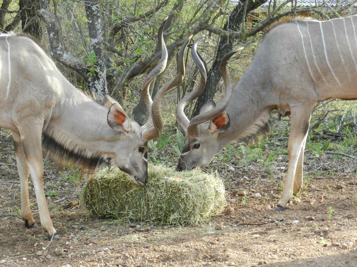 Buffalo Marloth Park Bagian luar foto